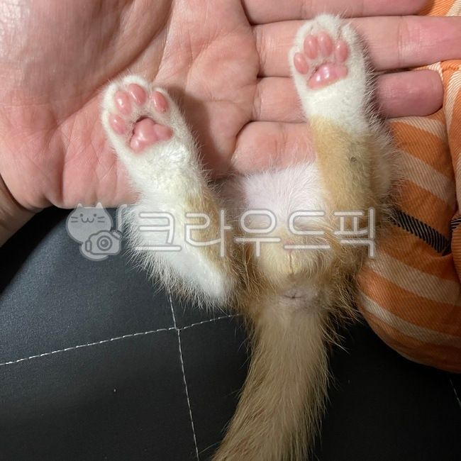 cat,고양이,고양이발,젤리,고양이젤리,kitten