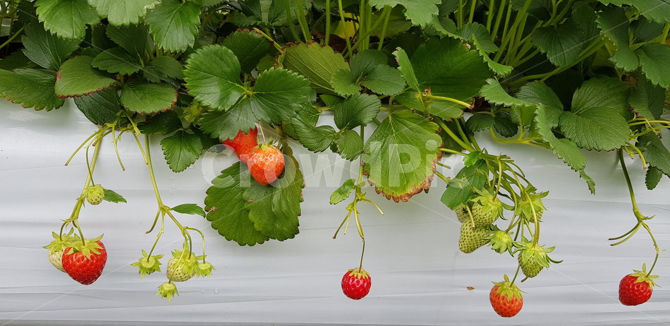 plant,식물,leaf,잎,딸기,하우스
