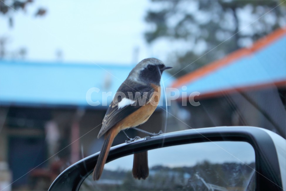 새,bird,조류,작은새,버드