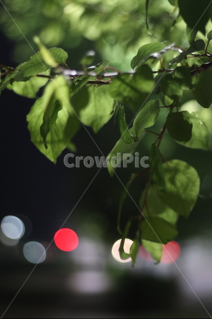야경,잎,나무,푸르름,봄,밤,불,야경,밤,풍경,nightscape,night,landscape,식물,자연,plants,nature,plant,leaf