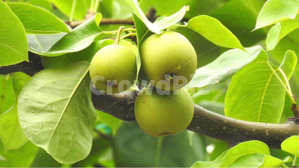 열매,과일,풍경,자연,가을,식물,자연,plants,nature,과일,열매,fruit
