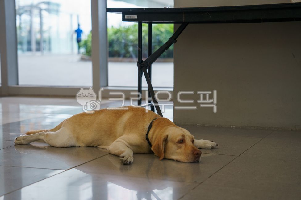 dog,개,동물,labradorretriever,래브라도리트리버,mammal,포유류,floor,바닥,animal