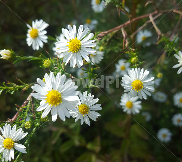 꽃,flower,근접,생화,야생화