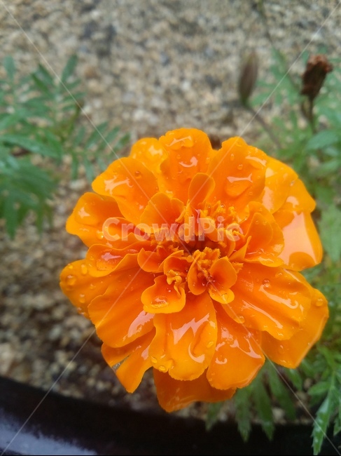 꽃,식물,flower,plant,자연,식물,자연,plants,nature,꽃,flower