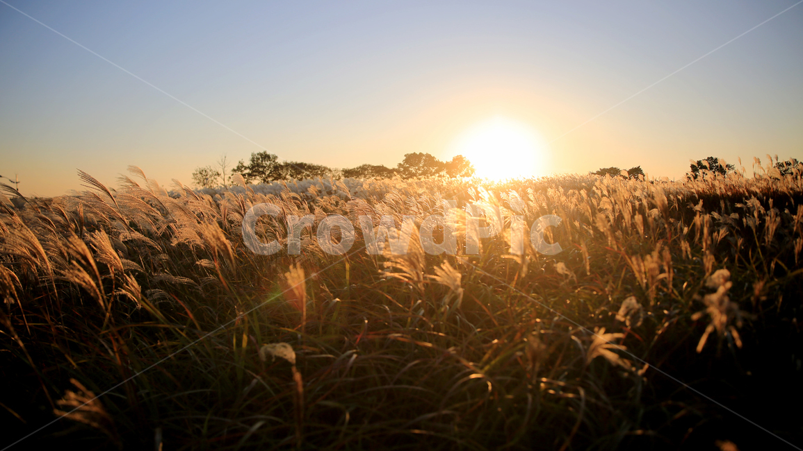 풍경,갈대,자연,노을,해질녘,가을,계절,fall,autumn,season,grass,잔디,plant,식물,light,빛,flare,플레어,lawn