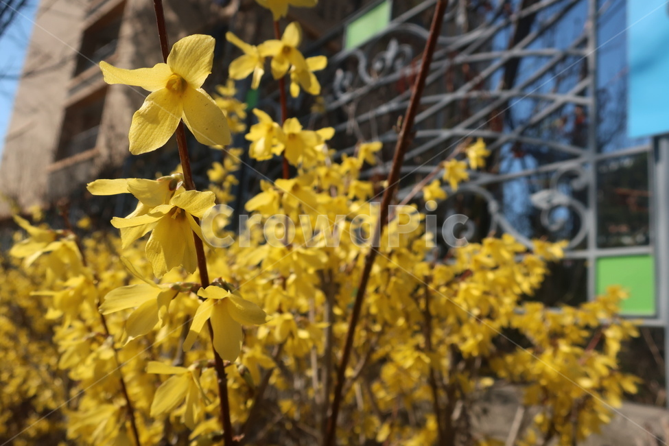개나리,꽃,노랑,봄,이쁨,식물,자연,plants,nature,꽃,flower