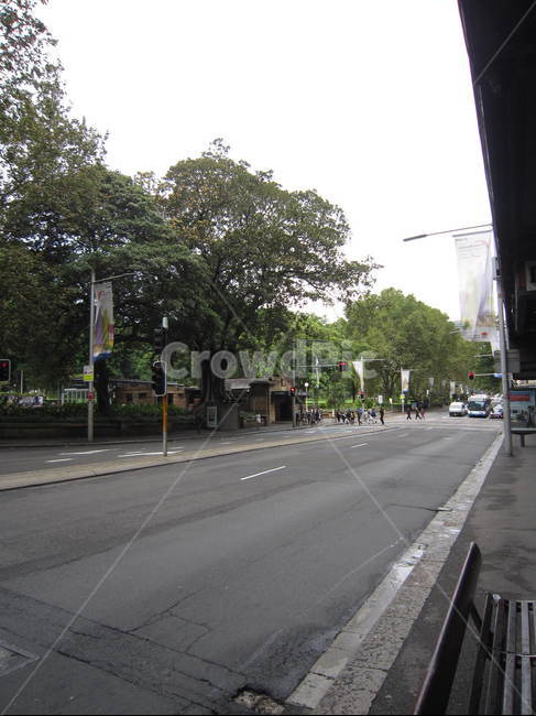 도로,road,나무,tree,시드니,교통,교통수단,traffic,transportation