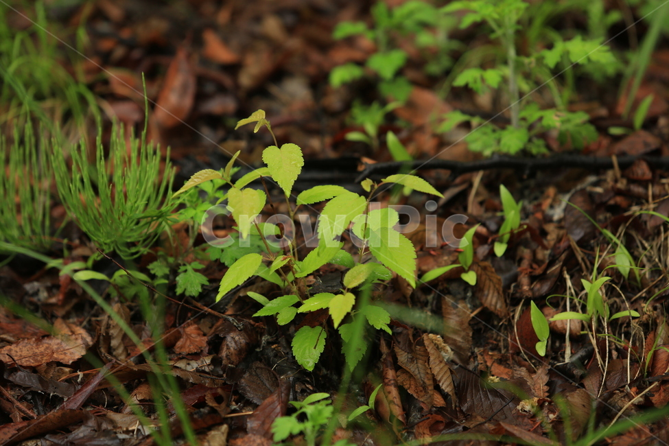 봄비,빗방울,풋풋함,연두,산뜻함,나뭇잎,시원함,봄,식물,자연,plants,nature
