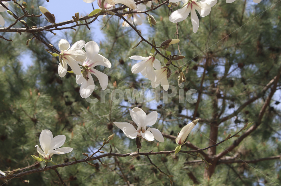 plant,식물,blossom,flower,꽃,spring,봄,봄꽃,흰꽃,하얀꽃,white,whiteflower,목련,백목련