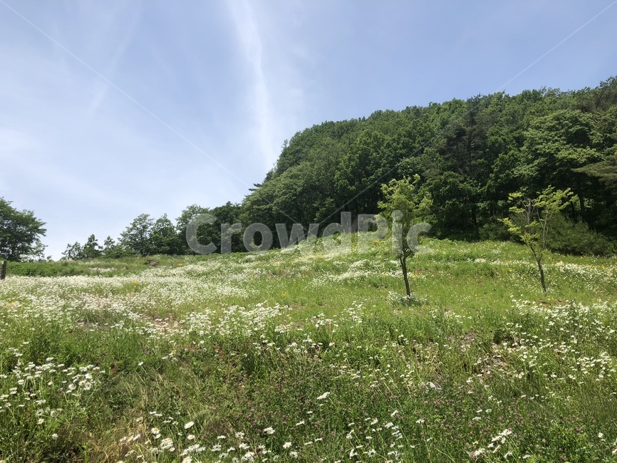 자연,countryside,들,grassland,nature