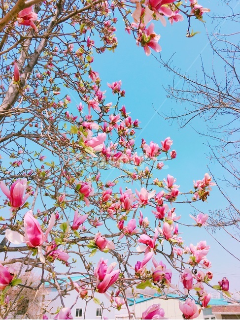 꽃,봄꽃,붉은목련,목련,봄,봄,계절,spring,season,식물,자연,plants,nature,꽃,flower,plant,blossom,petal,꽃잎
