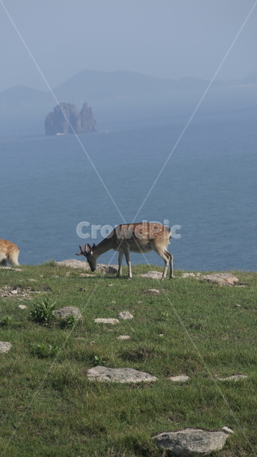 동물,굴업도,야생동물,포유류,사슴,섬,바다,자연,동물,animal,포유류,mammal