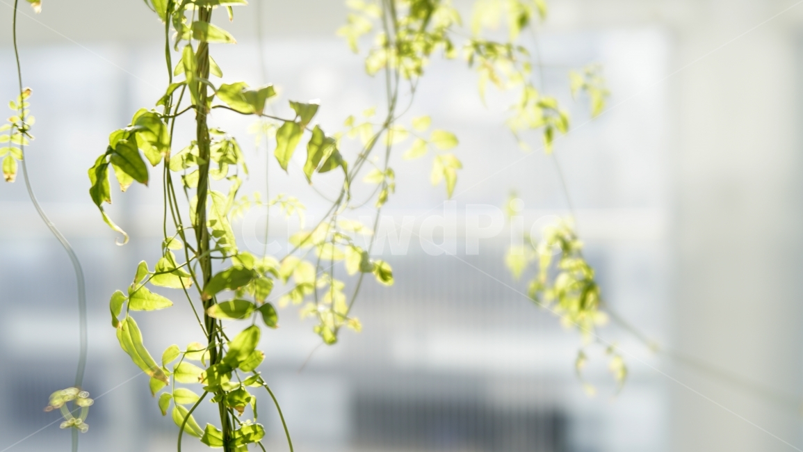 넝쿨,나뭇잎,도시조경,인테리어,배경흐림,뒤흐림사진,햇살,식물,자연,plants,nature,휴식,힐링,rest,relaxation,healing