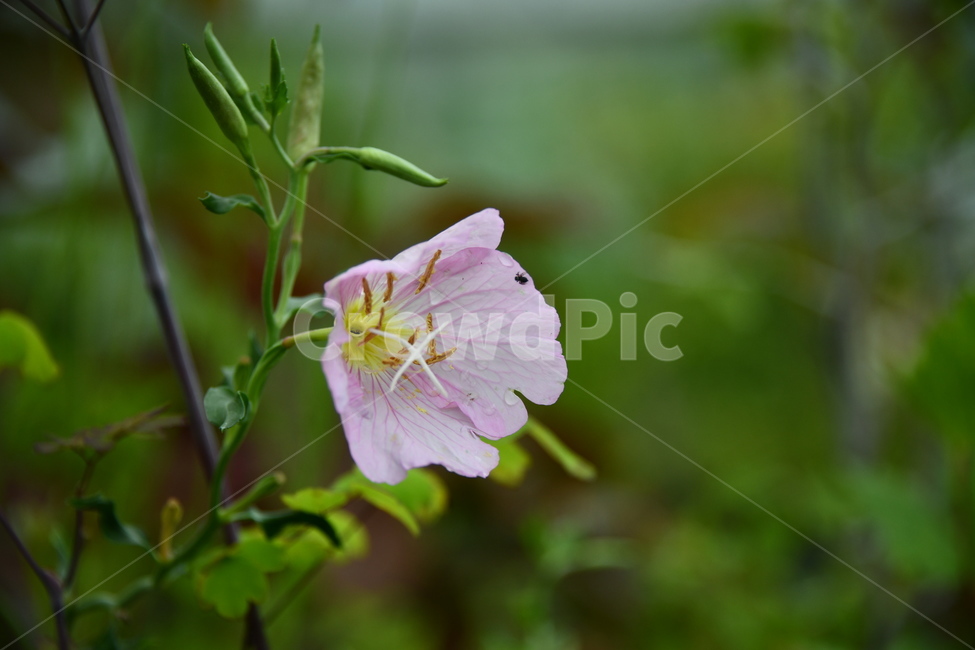 꽃,자연,식물,야생화,nature,flower,감성,feeling,배경,백그라운드