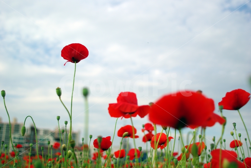 양귀비꽃,꽃,식물,자연,풍경,들판,landscape,nature,flower,식물,자연,plants,nature,꽃,flower