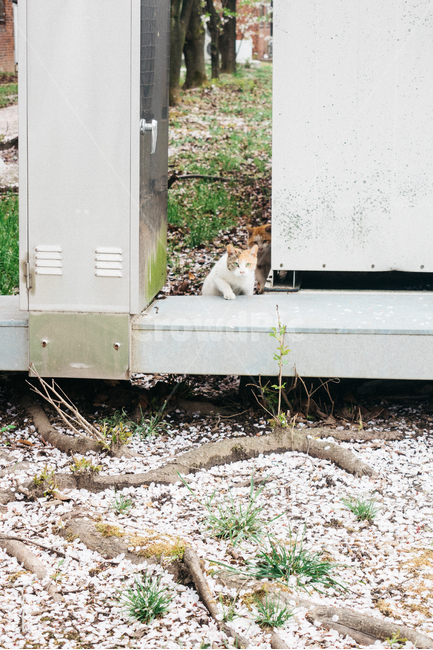 캣,고양이,길고양이,cat,냥이,길냥이,벚꽃냥,동물,animal,포유류,mammal,고양이,cat,kitten,kitty
