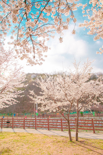 봄,벚꽃,감성사진,자연,계절,spring,꽃,season,벚꽃길,올렛길,금오산,봄,계절,spring,season,꽃,flower,blossom,cherry blossom,plant,식물