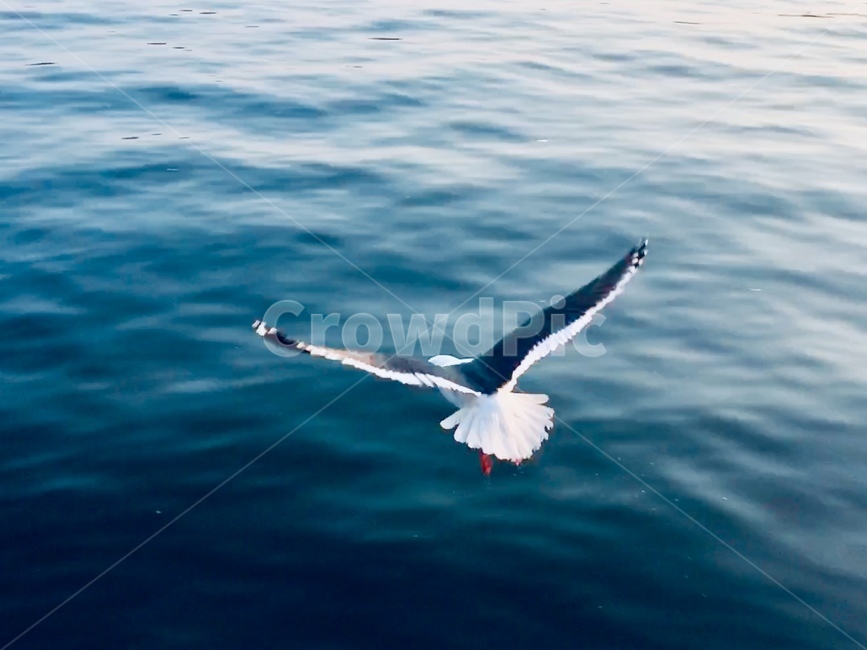 갈매기,바다,주문진,활공,항구,자유,시작,날개,바다갈매기,동해바다,동물,animal,조류,새,birds