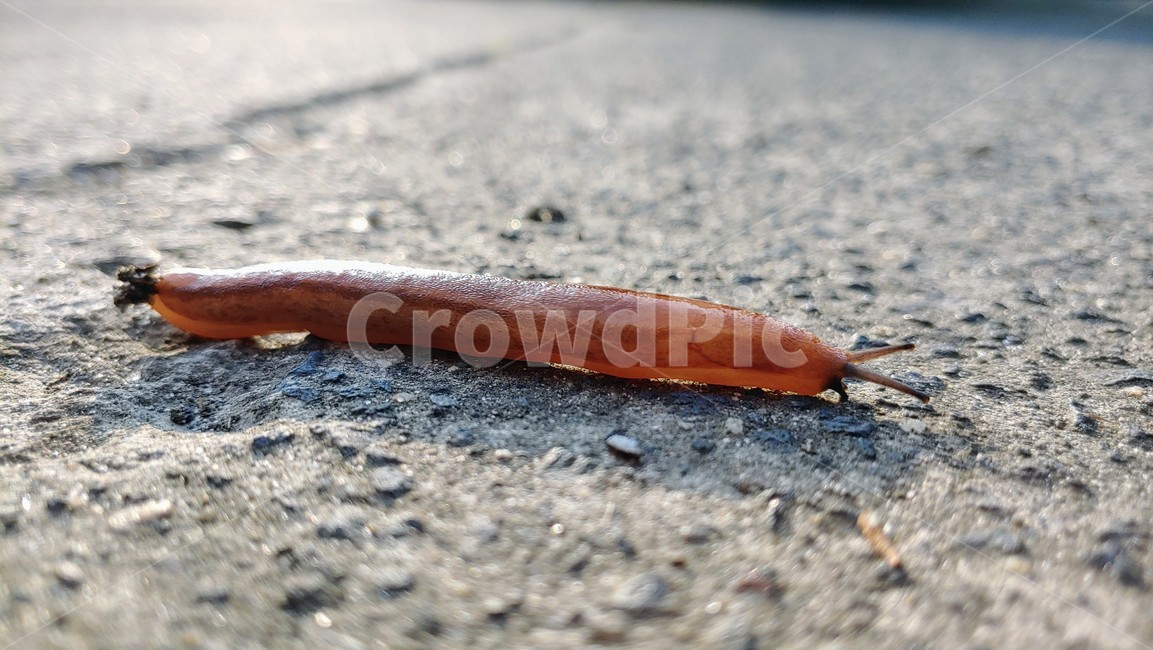 달팽이,민달팽이,snail,slug,연체동물