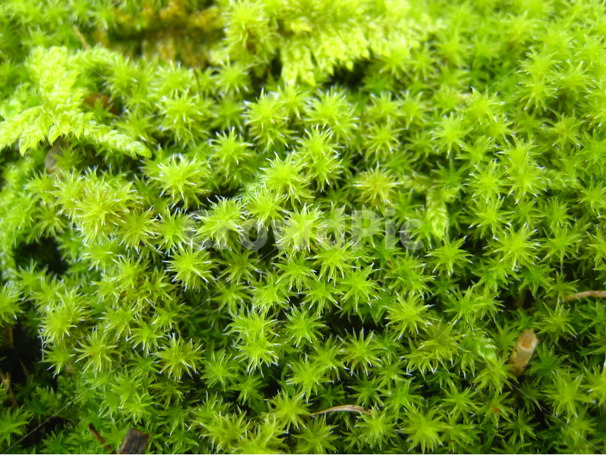 이끼,솔이끼,연두색,식물,배경,moss,green,plant,background,식물,자연,plants,nature