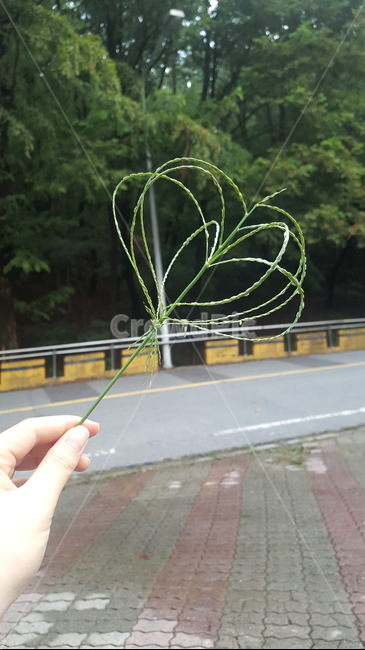 손,들풀,풀잎,산,숲,산책,나무,왕관,하트,하트모양,자연,tree,grass,hand,wood,mountain,walk,crown,풍경,nature,산책로,식물,plant,도보,leaf,heart,heartshape,풀