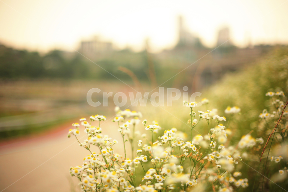 plant,식물,한탄강,들꽃,꽃,강변