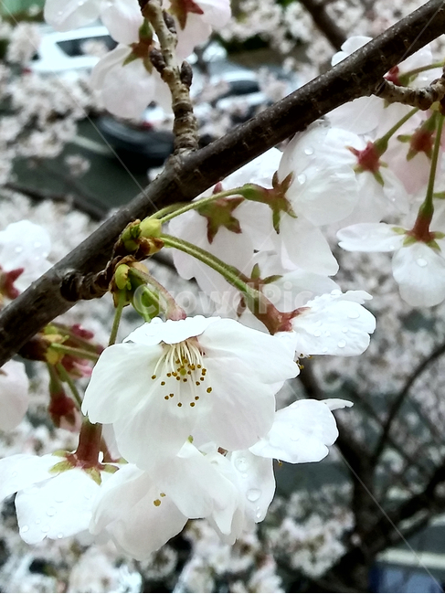 plant,식물,꽃,개화,벚꽃,만개,나무,벚나무,나뭇가지,봄,계절,자연,flower,cherryblossom,nature,spring,tree,seadon