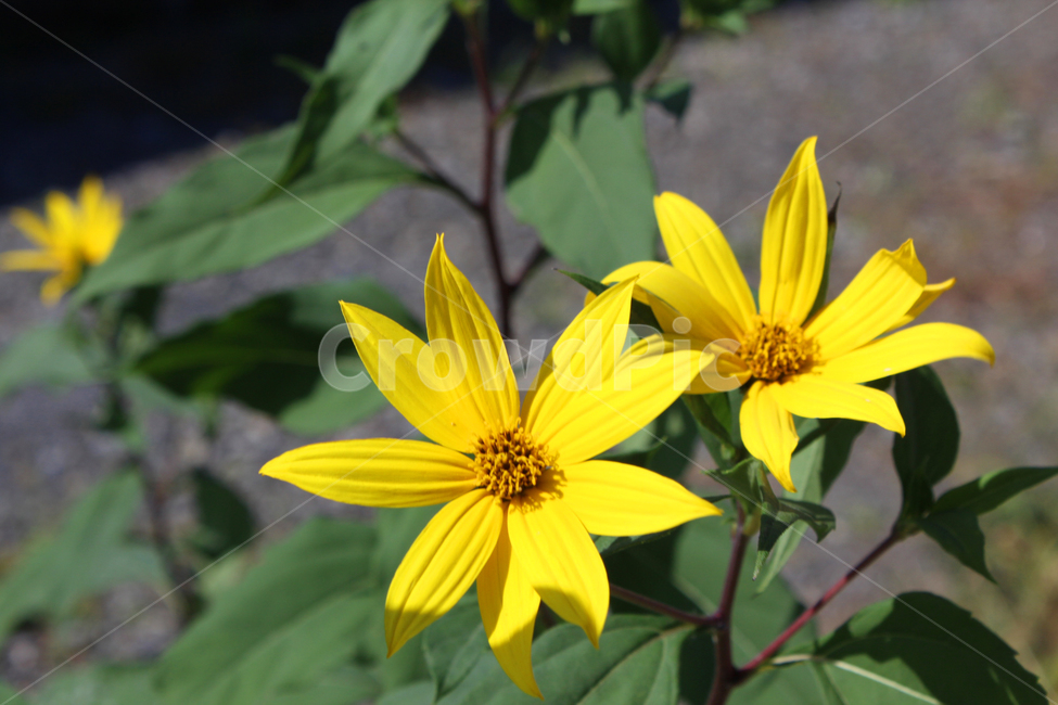 plant,식물,flower,꽃,blossom,식물,자연,plants,nature,꽃,flower