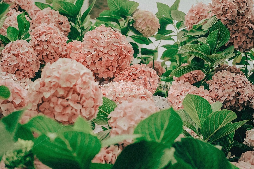 여름,수국,컬러풀,자연,식물,summer,flower,colorful,nature,plant,식물,자연,plants,nature,꽃,flower