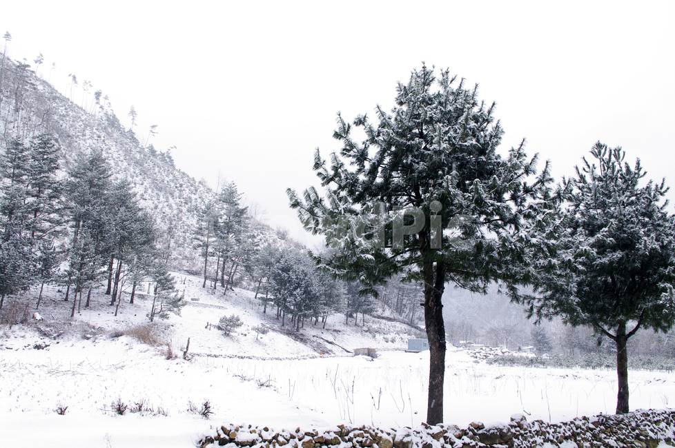 나무,식물,plant,겨울,winnter,설경,눈,겨울,계절,winter,season,자연,풍경,nature,landscape,tree,fir,전나무