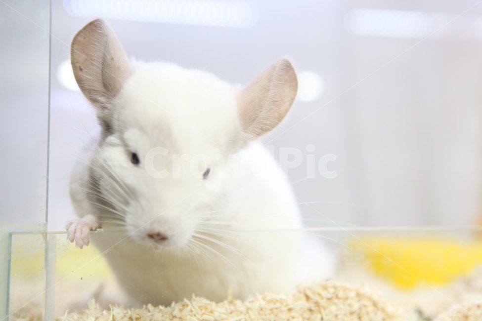 쥐,동물,animal,mouse,white,쥐띠,2020년,동물,animal,포유류,mammal