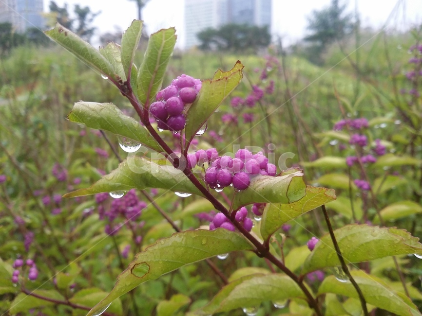 식물,plant,열매,자연,leaf,식물,자연,plants,nature