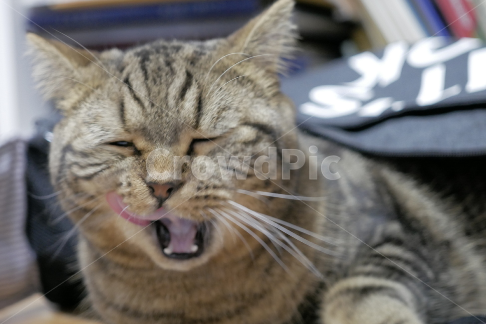 고양이,개냥이,동물,얼굴,표정,애교,귀여운,동물,animal,포유류,mammal,고양이,cat,kitten,kitty