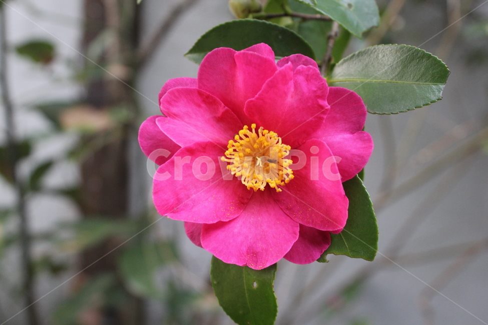 꽃,flower,동백,동백꽃,겨울,식물,자연,plants,nature,꽃,flower