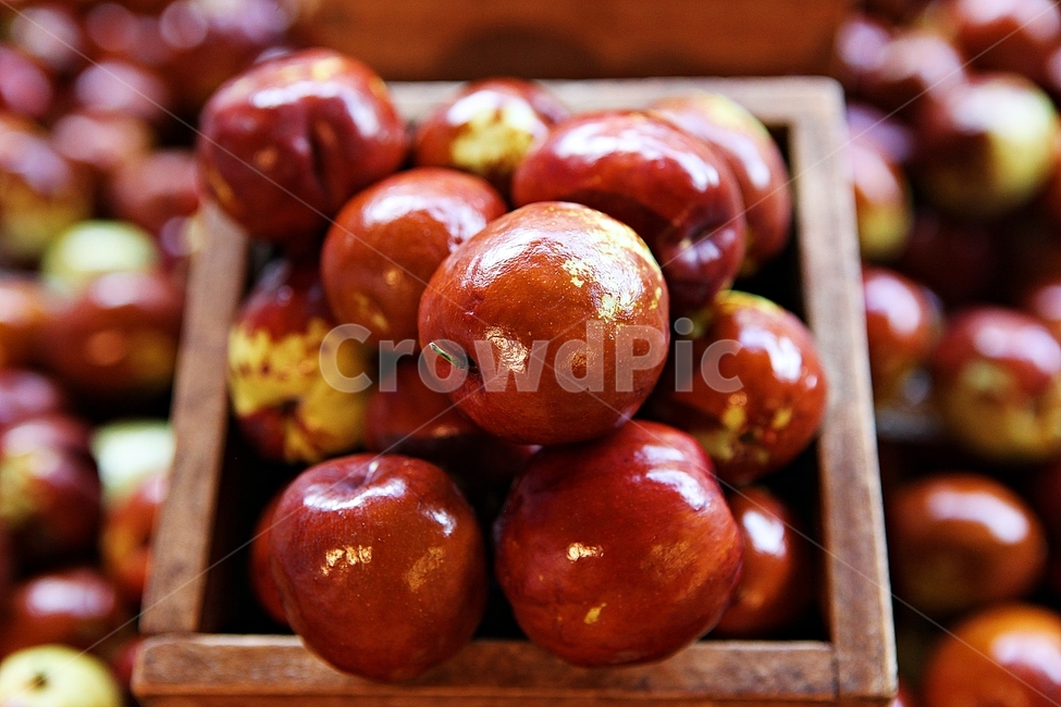 대추,빨강,수확,과일,음식,식재료,요리,먹거리,가을,추수,가을,계절,fall,autumn,season,과일,열매,fruit,plant,식물