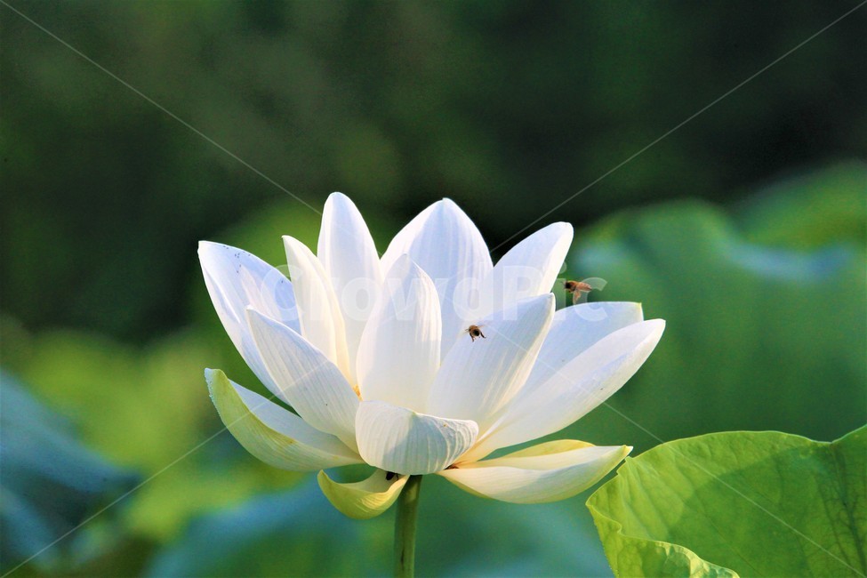 연꽃,꽃,식물,flower,벌,식물,자연,plants,nature,꽃,flower