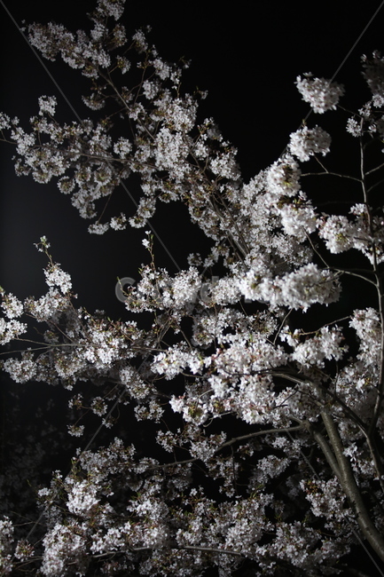 봄,벚꽃,야경,꽃,야간촬영,흰색,흰꽃,봄,계절,spring,season,식물,자연,plants,nature,꽃,flower,plant,blossom