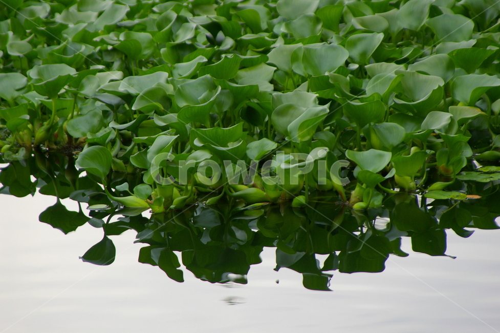 연못,초록,클로즈업,접사,plant,식물,식물,자연,plants,nature