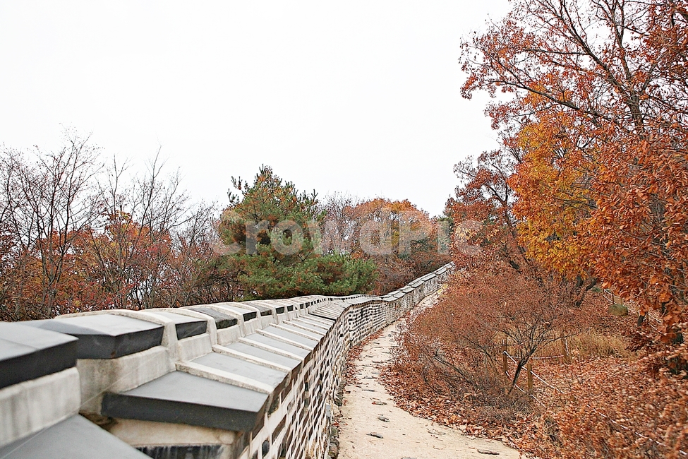 남한산성,성,성곽,단풍,낙엽,길,둘레길,담,돌담,가을,자연,풍경,벽,울긋불긋,산성,식물,가을,계절,fall,autumn,season,한국전통,한국문화,korean traditional,korean culture,tree,나무,plant