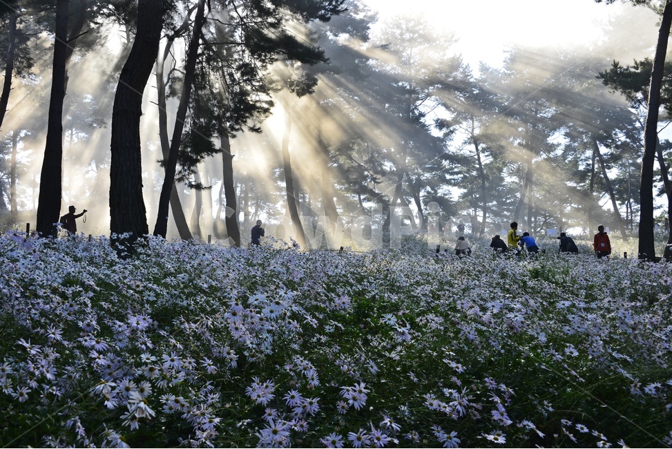 정읍,구절초공원,구절초,공원,빛내림,구절초축제,구절초공원아침,plant,식물,tree,나무,human,인간,person,사람,자연,경치,풍경,경관