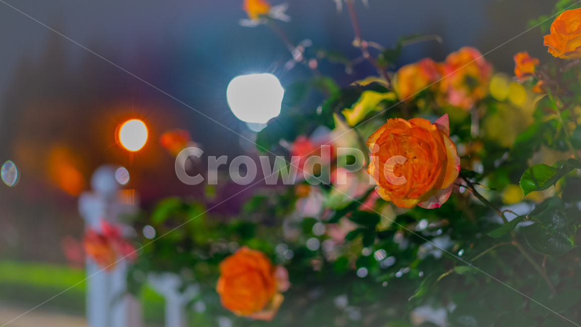 꽃,주황,장미,식물,초록,flower,plant,green,공원,rose,park,야경