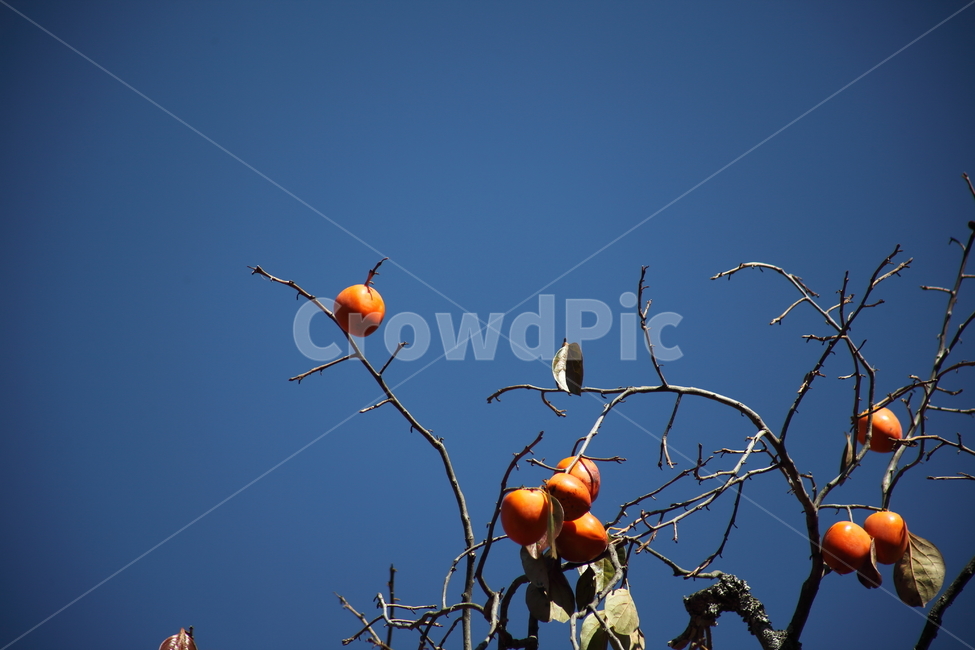 감나무,감,홍시,가을,persimmon,까치밥,식물,자연,plants,nature,과일,열매,fruit