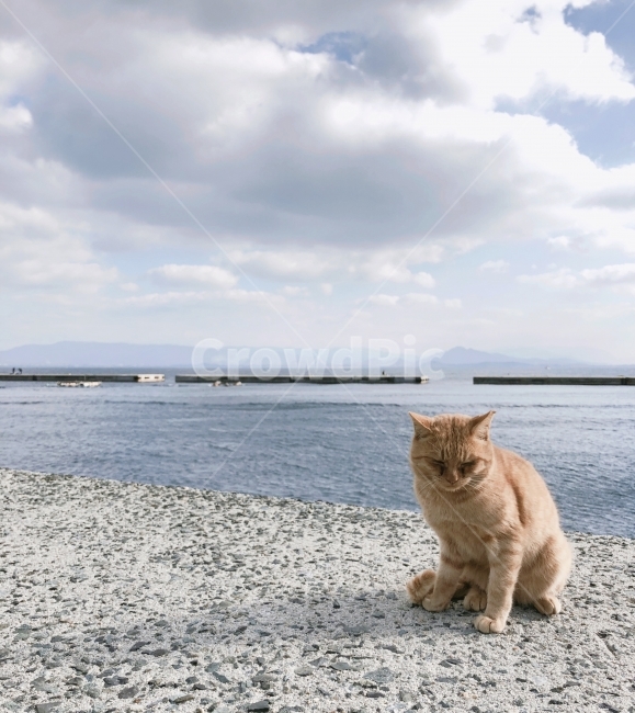 포유류,동물,고양이,바다,하늘,cat,animal,kitty,일본,아이노시마,동물,animal,포유류,mammal,고양이,cat,kitten,kitty