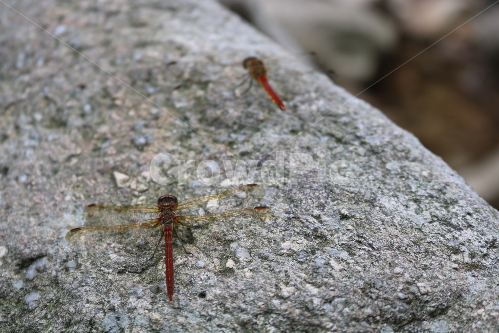 바위,잠자리,고추잠자리,곤충,한쌍,동물,animal,곤충,벌레,insect,bug