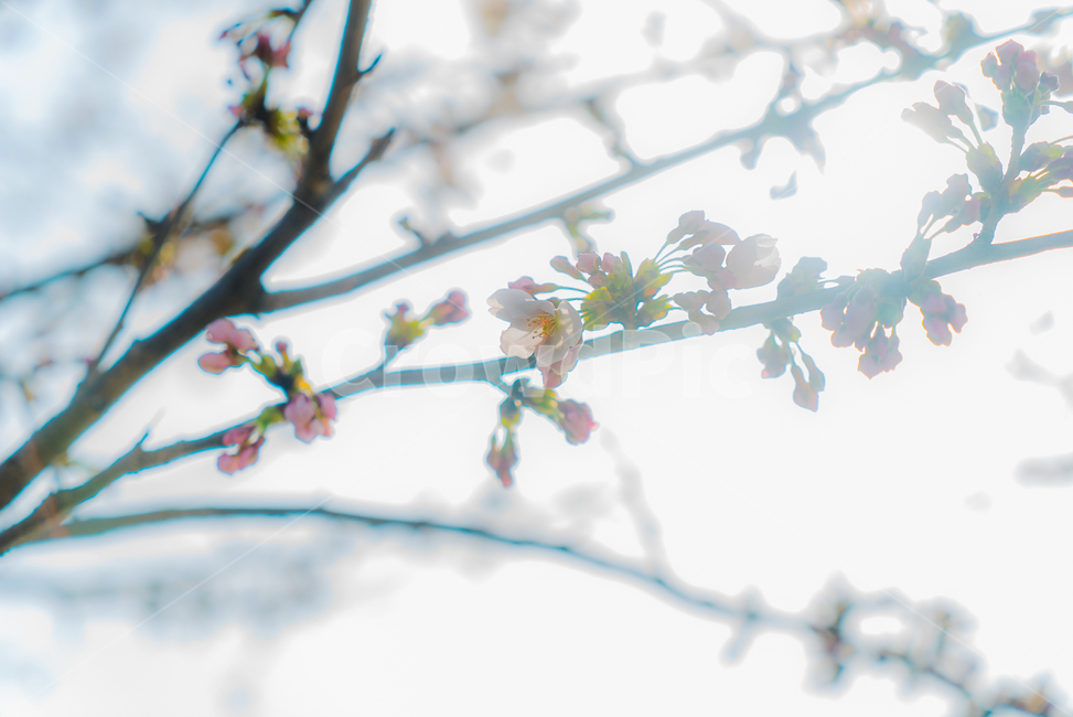 꽃,벚꽃,봄,공원,산책