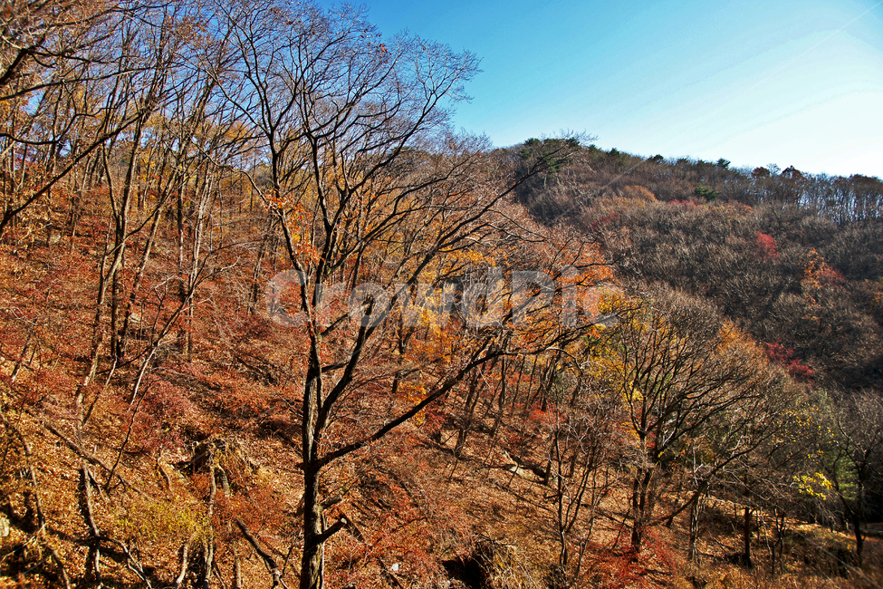 단풍,가을,청계사,의왕시,낙엽,계절,산,가을,계절,fall,autumn,season,tree,나무,plant,식물,nature,자연,outdoors,옥외