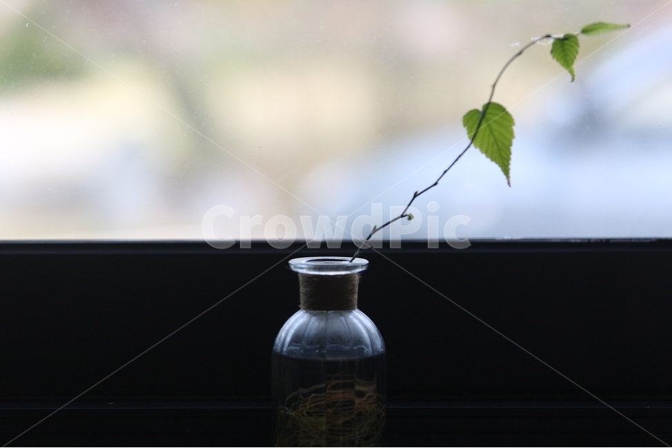 정물,감성,나뭇잎,명암,식물,식물,자연,plants,nature,실내용화초,화분,화초,house plant,인테리어,실내디자인,interior design