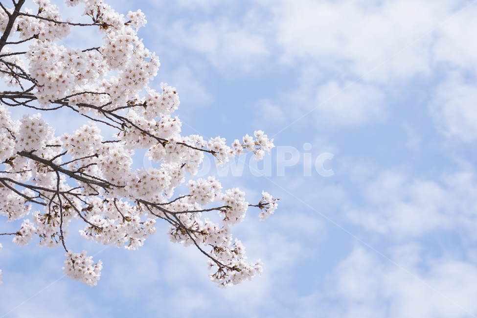 벚꽃,하늘,구름,봄,꽃,flower,sky,spring,식물,자연,봄꽃,꽃나무,nature,tree,야외,배경,cloud,봄,계절,spring,season,plant,blossom