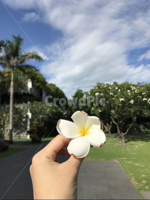 다낭,여행,꽃손,휴양,여름휴양지,베트남,식물,자연,plants,nature,꽃,flower