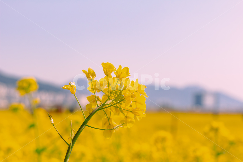 유채꽃,유채꽃축제,봄꽃,대저유채꽃,봄유채꽃,꽃,봄,계절,spring,season,식물,자연,plants,nature,꽃,flower,field,들,outdoors,옥외,grassland,목초지